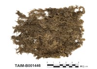 藏品(扭枝泥炭苔)的圖片